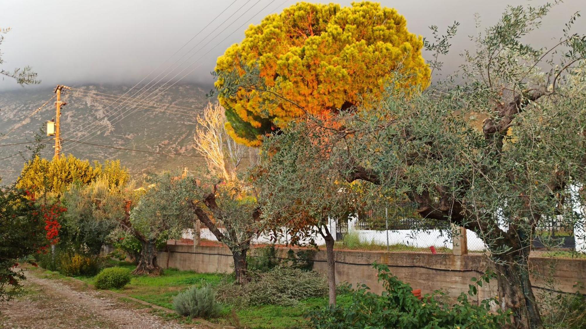 Nafpaktos Cottage By The Sea For Travelers And Dreamers! Екстериор снимка